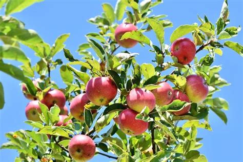 elma hangi mevsim meyvesidir